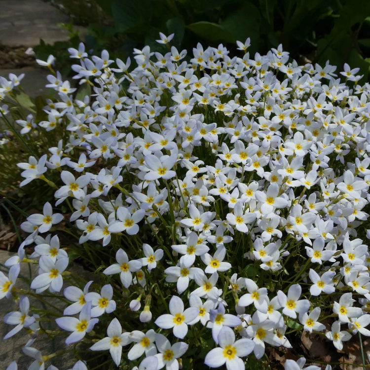 bluets flower seeds Houstonia Bluets Seeds