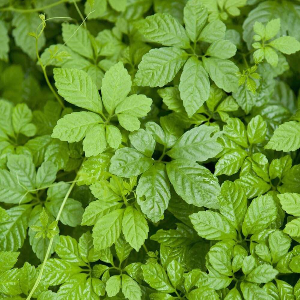Gynostemma Pentaphyllum Seeds