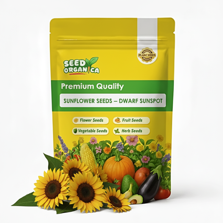 Dwarf Sunspot Sunflower Seeds | Garden Flower Plant