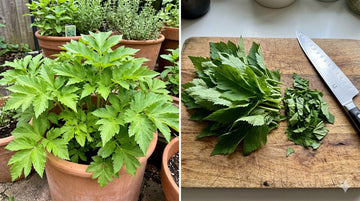 Ashitaba growing in a patio pot and fresh Ashitaba leaves harvested for cooking in a home kitchen.