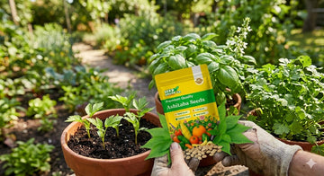 Ashitaba seeds for sale online with healthy Ashitaba seedlings in a pot, featured in a backyard kitchen garden.