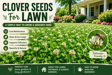 Clover Seeds for Lawn: A Simple Way to Grow a Greener Yard