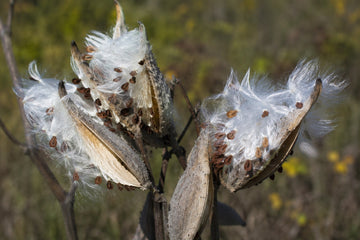 Dried milk weed seed pods in soft light