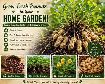 Peanut Seeds: How to Grow Fresh Peanuts in Your Home Garden