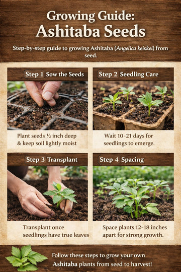 Ashitaba seeds growing guide showing how to grow Ashitaba from seed, including planting depth, seedling care, transplanting, and spacing.
