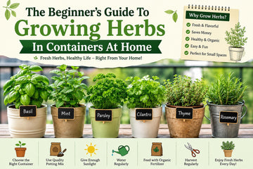 Growing herbs in containers 101