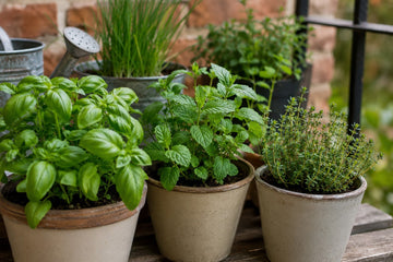 Herb garden on a rustic balcony
