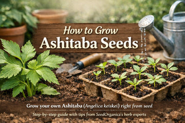 Buy Herb Seeds Online | Grow Tomorrow’s Leaf (Ashitaba) at Home