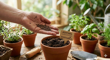 Container gardening with Ashitaba seeds, featuring a labeled pot, fresh herbs, and  indoor herb garden in the background.