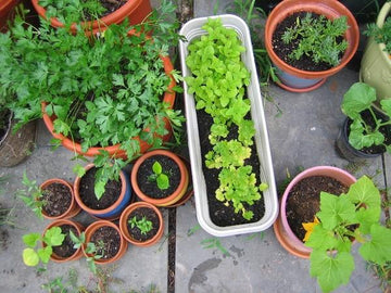 container herb garden