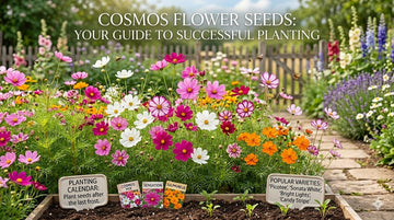 Colorful cosmos flowers blooming in a sunny cottage garden bed with pink, white, and orange blooms, seed packets, and young seedlings along a stone pathway and wooden fence.