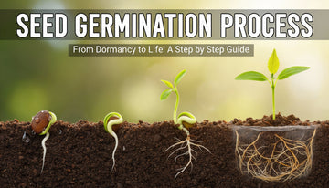 Seed Germination
