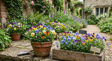 Colorful viola flowers growing in rustic containers and wooden planters in a cottage-style garden with stone pathways and climbing greenery.