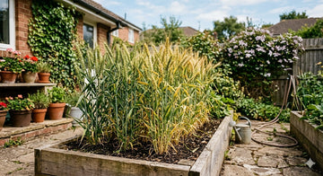 wheat seedlings growing in soil early stage
