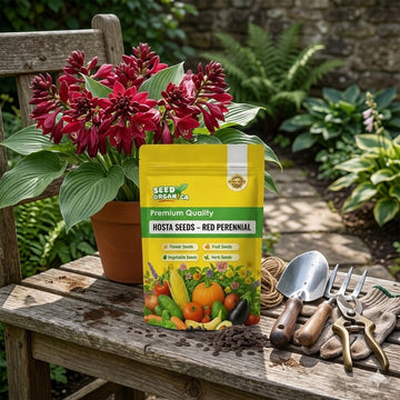 Hosta seeds for shade garden planting displayed with a mature blooming hosta plant and gardening accessories.