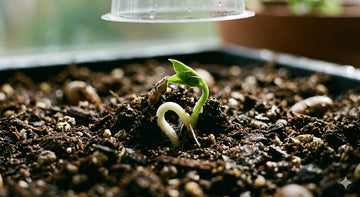 young seedling sprouting from moist soil under a humidity cover, illustrating early seed germination stages for a seed germination time chart.