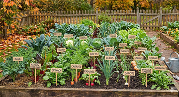 Fall vegetable garden with containers and raised beds growing lettuce, spinach, kale, carrots, and herbs in cool autumn sunlight