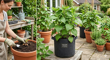 yacon plant growing in large container on sunny patio