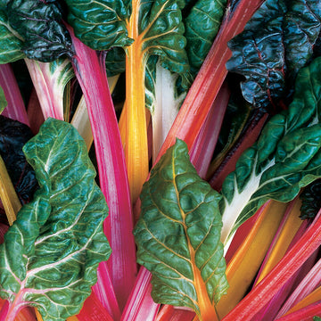 Rainbow Chard Seeds