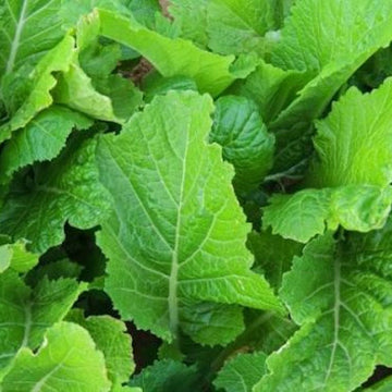 Mustard Seeds – Sin