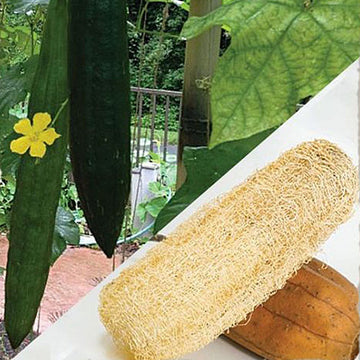 Luffa Seeds – Aegyptiaca
