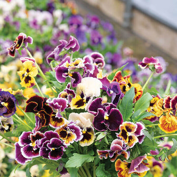 Double Pansy Viola tricolor Seeds – Flower Plant