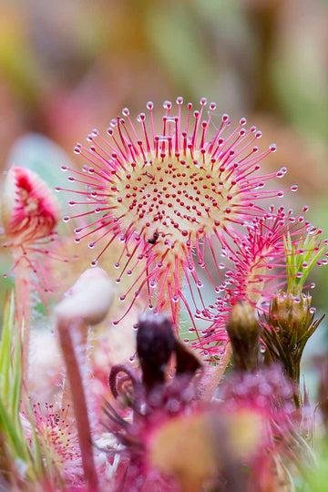 Sundew Seeds – Carnivorous Plant