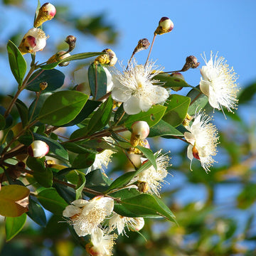 Myrtus Communis Seeds