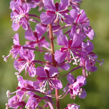 Epilobium Angustifolium Willowherb Seeds – Flower Plant