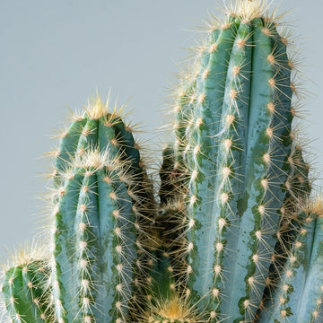 Pilosocereus Pachycladus Seeds – Blue Columnar Cactus
