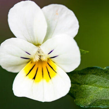 Pansy Seeds – Yellow and White