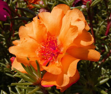 Moss Rose Seeds - Orange