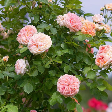 Rose Seeds – Pink Climbing
