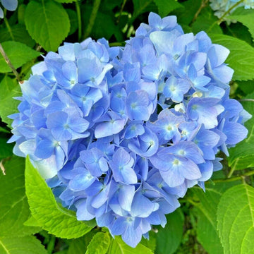 Hydrangea Seeds – Blue