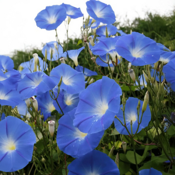 Ipomoea Seeds – Heavenly Blue