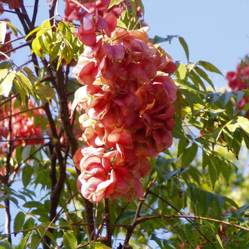 Koelreuteria Paniculata Seeds – Cassia