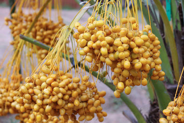 Palm Seeds – Phoenix Canariensis