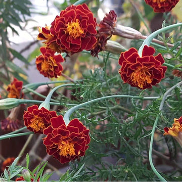 Marigold Seeds – African Red & Yellow