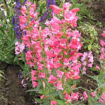 Penstemon Seeds - Barbatus 'Rondo'
