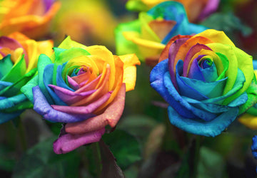 Rainbow Rose  Seeds - Mixed Color