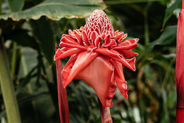 Red Torch Ginger Seeds - Tropical