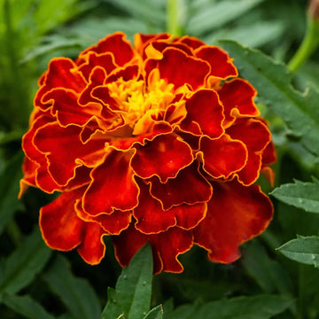 Marigold Seeds – French ‘Durango Flame’