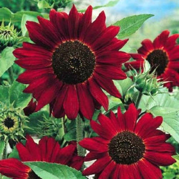 Red Sunflower Seeds