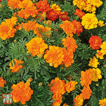 Marigold Seeds – Durango Tangerine