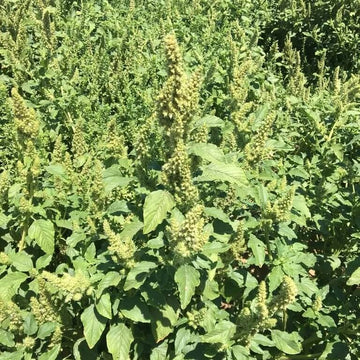 Hardy Amaranthus Seeds –  Flower Plant