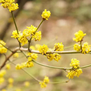 Spicebush Seeds – Lindera Benzoin