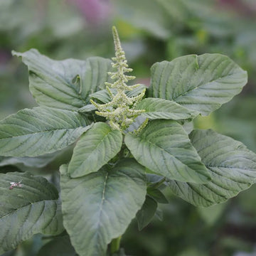 Green Viridis Amaranth Seeds – Flower Plant