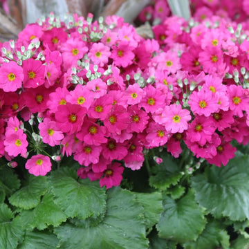 Primula Malacoides Seeds -  Annual