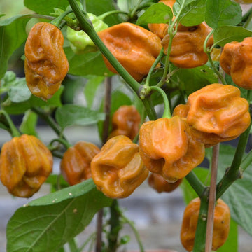 Mustard Pepper Seeds – Habanero