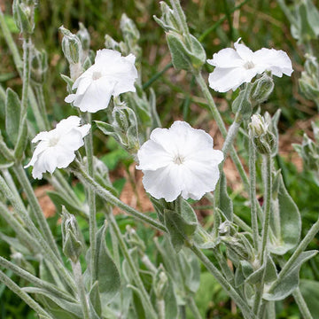 Lychnis Seeds – Coronaria Alba